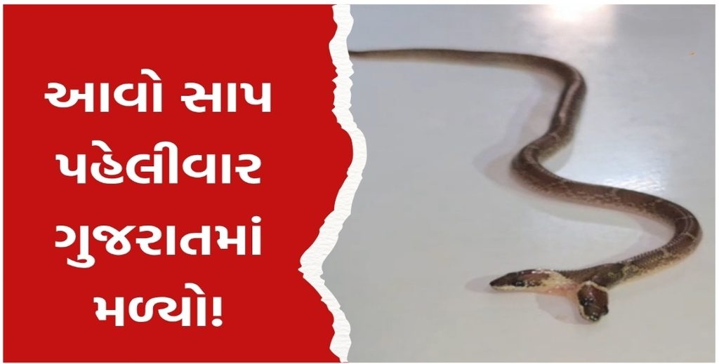 દાહોદમાં કુદરતનો અદ્ભુત કરિશ્મા! બે મોઢા અને ચાર આંખોવાળું દુર્લભ સાપનું બચ્ચું મળ્યું દાહોદમાં કુદરતનો અદ્ભુત કરિશ્મા! બે મોઢા અને ચાર આંખોવાળું દુર્લભ સાપનું બચ્ચું મળ્યું